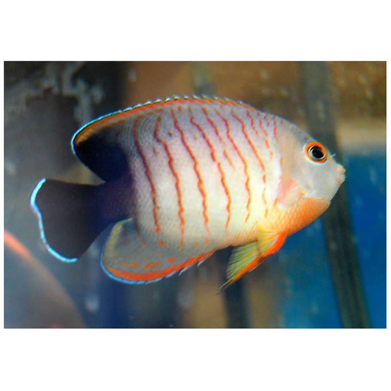 Red Stripe Angelfish (Centropyge eibli) - imagine 3